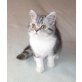 BKH Mädchen classic-tabby-weiss, Britisch Kurzhaarkatze - Katze