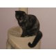BKH Mädchen in Schildpatt, Britisch Kurzhaarkatze - Katze