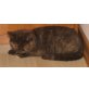 BKH Mädchen in chocolate-rot Schildpatt, Britisch Kurzhaarkatze - Katze