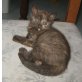 BKH Mädchen in schildpatt, Britisch Kurzhaarkatze - Katze