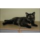 BKH Mädchen in schwarz-rot Schildpart, Britisch Kurzhaarkatze - Katze