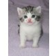 BKH Mädchen in schwarz-silber-weiss, Britisch Kurzhaarkatze - Katze