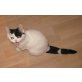 BKH Mädchen in schwarz-weiss Van, Britisch Kurzhaarkatze - Katze