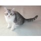 BKH Mädchen in spotted-tabby-weiss , Britisch Kurzhaarkatze - Katze