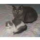 BKH Mädchen in versch. bicolour Farben, Britisch Kurzhaarkatze - Katze