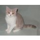 BKH Mädchen in verschiedenen Bicolor Farben , Britisch Kurzhaarkatze - Katze