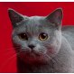 BKH Mädchen in verschiedenen Farben, Britisch Kurzhaarkatze - Katze