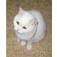 BKH Mädchen in weiss kastriert, Britisch Kurzhaarkatze - Katze