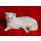 BKH Mädchen kastriert, Britisch Kurzhaarkatze - Katze