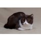 BKH Mädchen mit Stammbaum , Britisch Kurzhaarkatze - Katze