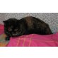 BKH Mädchen schwarz-rot mit Stammbaum, Britisch Kurzhaarkatze - Katze