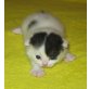 BKH Mädchen schwarz-weiss Van, Britisch Kurzhaarkatze - Katze
