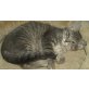 BKH/Maine Coon - Kater