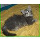 BKH/, Maine Coon - Katze