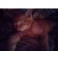 BKH-Mair -Coon - Kater