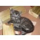 BKH-Mischling - Kater