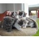 BKH Mischlingsbabys, Britisch Kurzhaarkatze - Katze