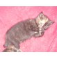 BKH Mischlingskitten - Kater