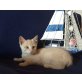 BKH Mix - Kater