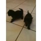 BKH-Mix - Katze