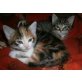BKH- Mix - Katze
