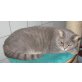 BKH Pärchen mit Stammbaum , Britisch Kurzhaarkatze - Katze
