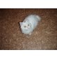 BKH/Perser Katerle komplett geimpft - Kater