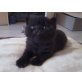 BKH Perser Mix - Kater