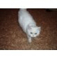 BKH/Perserle komlett geimpft für 1. Jahr - Kater