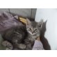 BKH/Ragdoll Katerchen - Kater