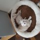 BKH / Scottish Fold Kitten, Britisch Kurzhaarkatze - Kater