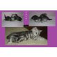 BKH-Silvertabby-MundW, Britisch Kurzhaarkatze - Katze