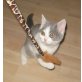 BKH bicolour Kitten weiblich, Britisch Kurzhaarkatze - Katze