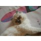 BKH blue-point Perser Mix - Katze