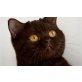 BKH chocolate Weibchen sucht ein neues Zuhaus, Britisch Kurzhaarkatze - Katze