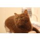 BKH cinnamon Weibchen mit Stammbaum sucht ein, Britisch Kurzhaarkatze - Katze