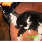 BKH mix - Kater