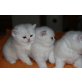BKH reinrassige Katzenbabys, Britisch Kurzhaarkatze - Katze