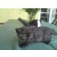 BKH / schwarzen Perser - Katze