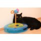 BKH schwarzes Weibchen sucht ein neues Zuhaus, Britisch Kurzhaarkatze - Katze