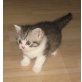 BKH silber tabby Kitten, Britisch Kurzhaarkatze - Katze