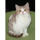 BKH silber tabby auf weiss Mädchen, Britisch Kurzhaarkatze - Katze