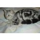 BKH silbertabby-mit Stammbaum, Britisch Kurzhaarkatze - Kater