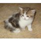 BKH tabby Mädchen mit österr. Stammbaum, Britisch Kurzhaarkatze - Katze