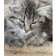 BKH  u. Maine Coon Kitten Mix - Kater
