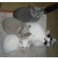 BKH und BLH Kitten in verschiedenen Farben, Britisch Kurzhaarkatze - Kater