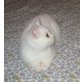 BKH und BLH männliches Kitten  , Britisch Kurzhaarkatze - Kater