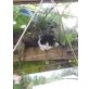 BKH und Hauskatze - Kater
