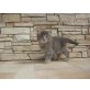 BKH und MainCoon mix - Katze