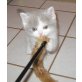 BKH und TUV Jungs , Britisch Kurzhaarkatze - Kater